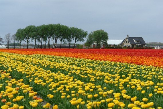 Manía-tulipanes